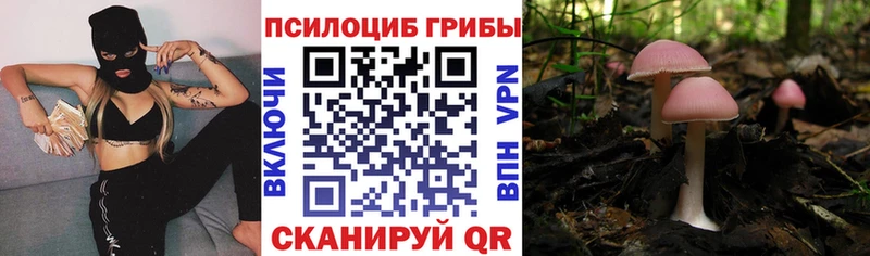 Галлюциногенные грибы Psilocybine cubensis  Мурино 